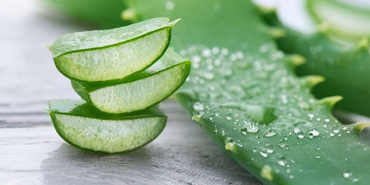 Aloe Vera, Tanaman Ajaib dengan Segudang Manfaat