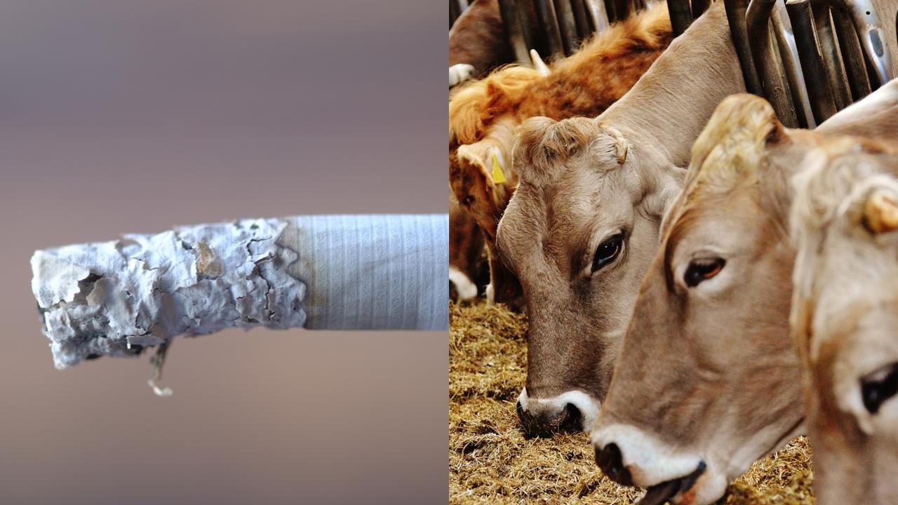 Jangan Merokok Saat Menguliti Hewan Qurban, Ini Alasannya!