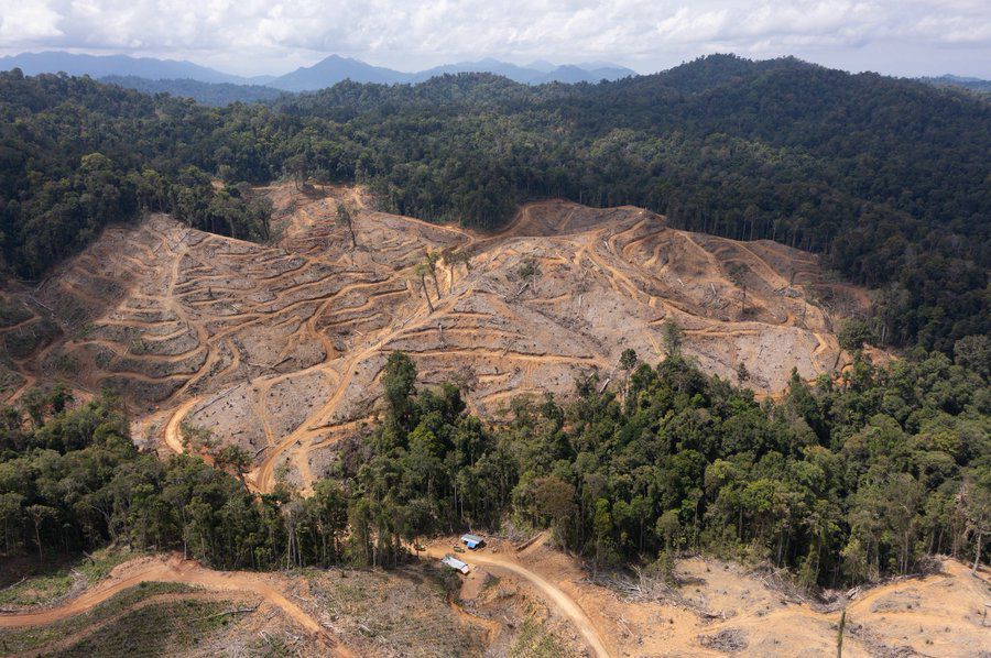 Kenapa Pohon-Pohon Tak Lagi Efektif Serap CO2?