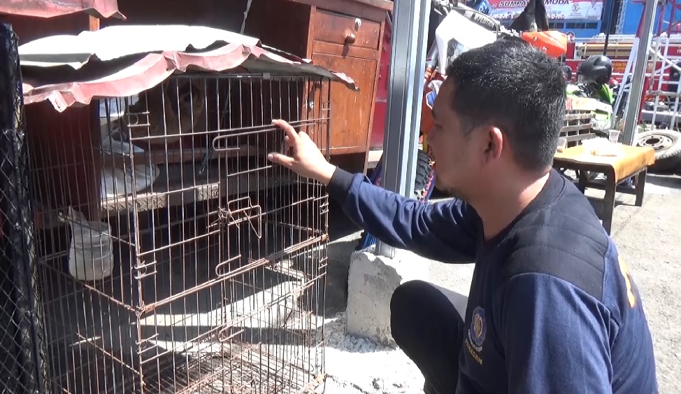 Kukang Masuk Rumah Warga Dievakuasi Damkartan Bandar Lampung Untuk Dilepasliarkan