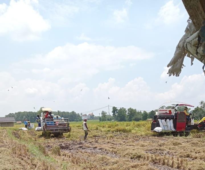 Panen Raya Tiba : Harga Gabah Kering Panen Anjlok Rp5 Ribu/Kg, Bappanas Jangan Diam Saja