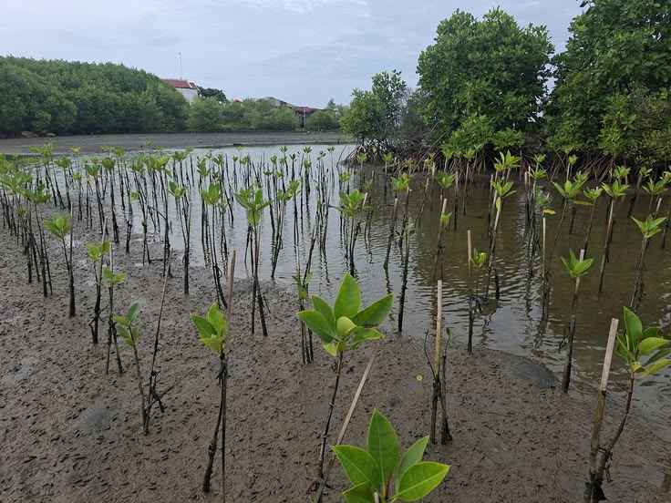 5.000 Bibit Mangrove Ditanam di Lampung Timur, Jaga Ekosistem Pesisir