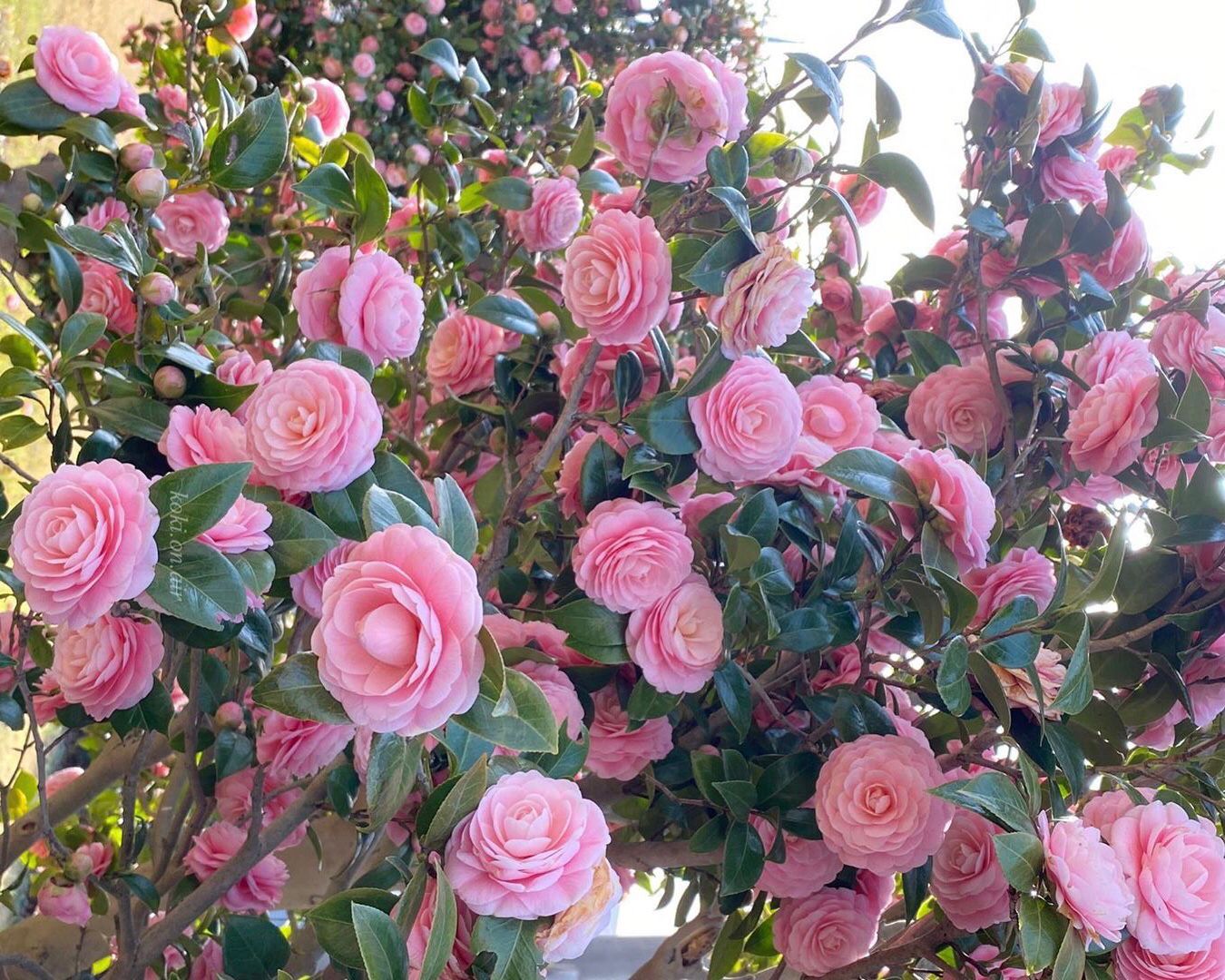 Rahasia Bunga Camellia: Dari Teh, Kecantikan, hingga Makna Cinta Abadi