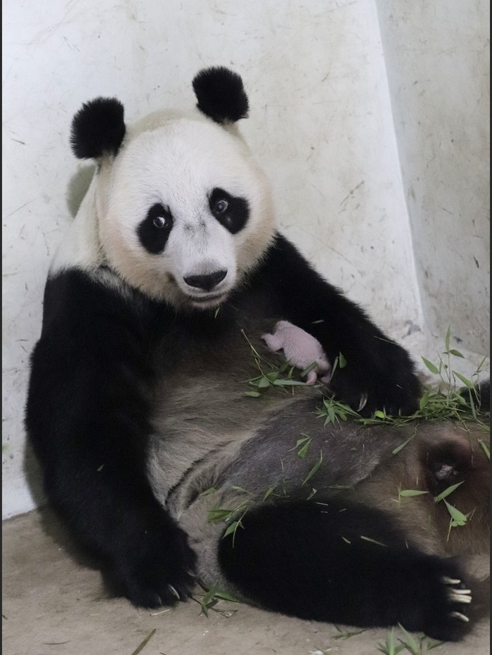 Taman Safari Sambut Kelahiran Bayi Panda Bernama Satrio Wiratama. 