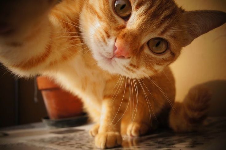 Kenapa Kucing Suka Membawa Mainan kepada Pemiliknya