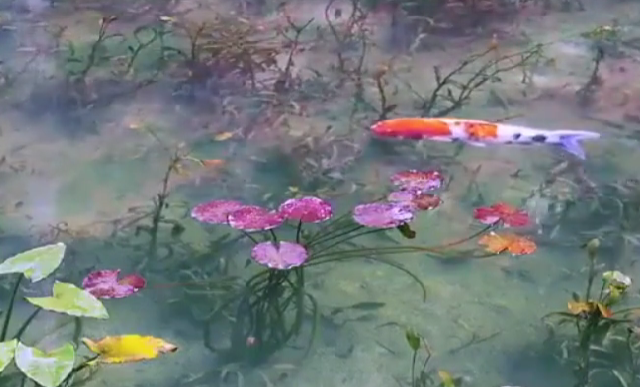 Kolam Monet di Gifu, Jepang, Menjadi Destinasi Viral karena Kejernihan Airnya yang Mirip Lukisan Claude Monet
