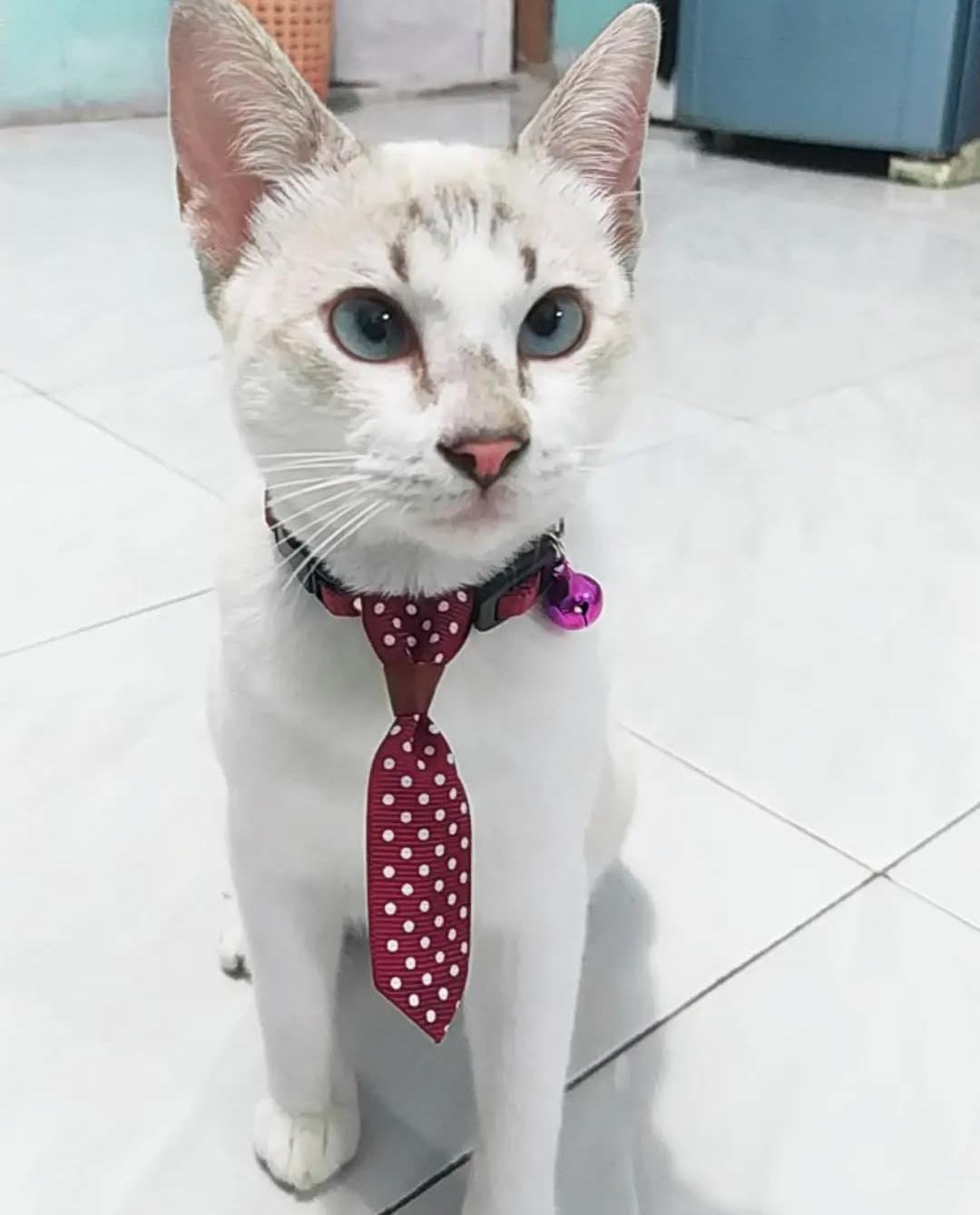 Tips Merawat Kucing, yang Efektif dan Menyenangkan!