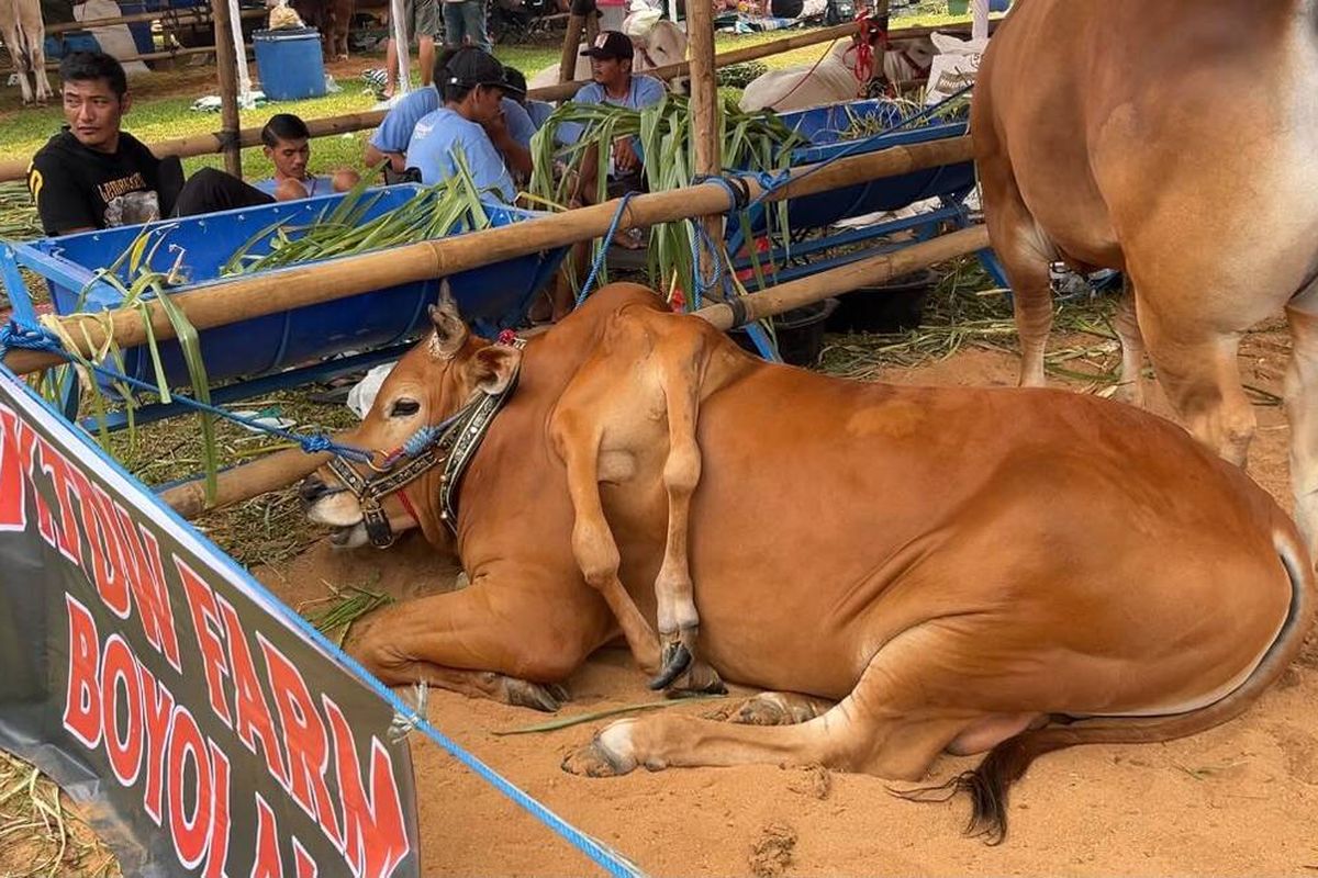 Unik! Punya Enam Kaki, Sapi Ini Jadi Juara Kontes dan Curi Perhatian