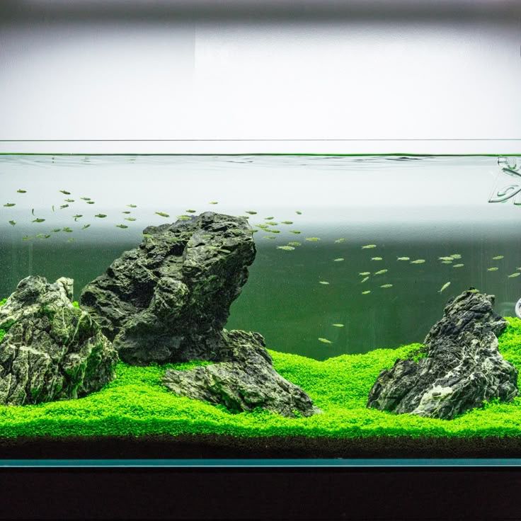 Hewan Pembersih Wajib Dalam Aquascape: Kecil-Kecil tapi Jago Bikin Kinclong!