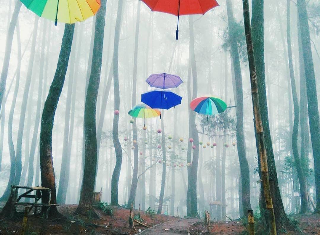 Menikmati Keindahan Alam di Pinus Ecopark Lampung Barat