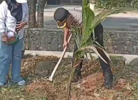 10 Pohon Kelapa Pandan Wangi Ditanam di Sukarame, Tantangannya Bukan Cuma Bikin Lingkungan Hijau