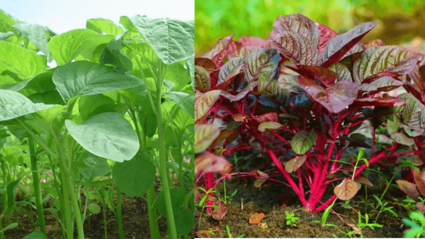 Bayam Merah vs Hijau, Ternyata Kandungan Nutrisinya Tak Sama