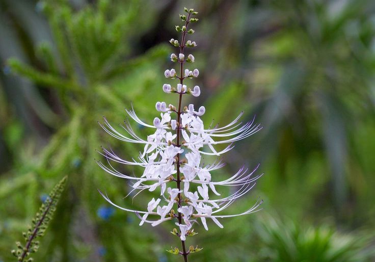 Rahasia Daun Kumis Kucing: Obat Tradisional Kaya Manfaat 