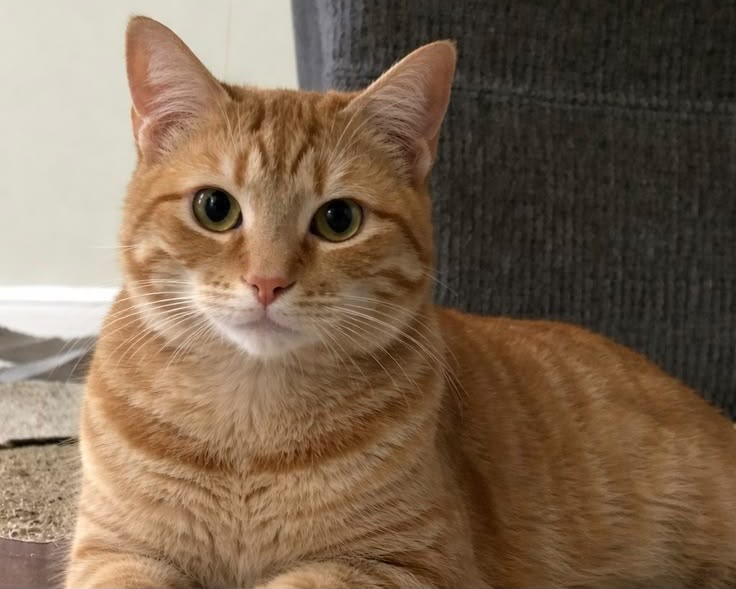 7 Kebiasaan pada Kucing yang Jadi Ciri Kenyamanan dan Percaya Sama Kamu!