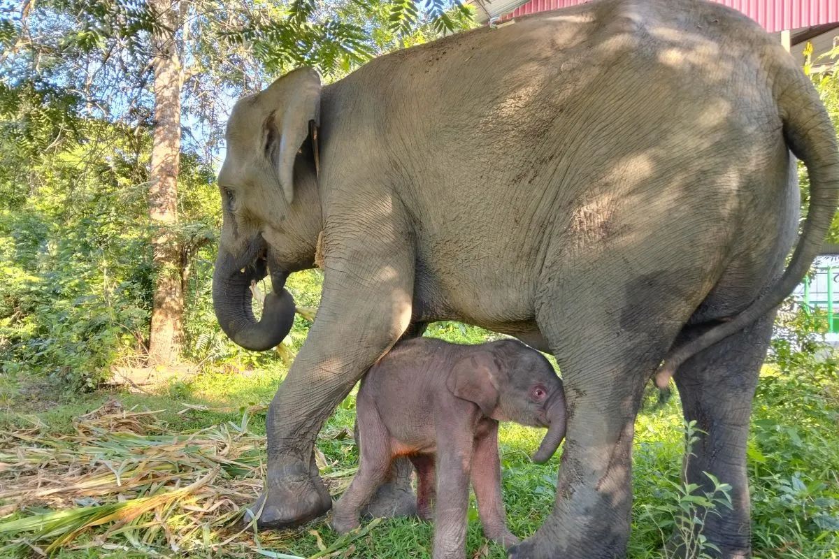 Anak Gajah Betina Lahir di TN Way Kambas, Harapan Baru Konservasi Sumatera