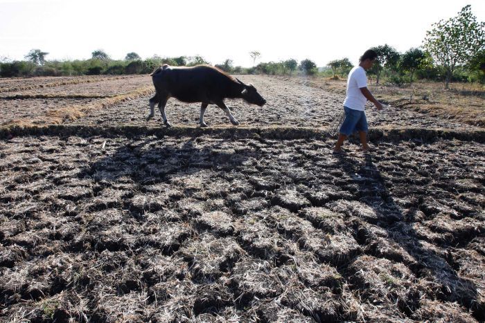 El Nino 2026 Mengintai Indonesia, Ancaman Kemarau Panjang dan Risiko Kekeringan Menguat