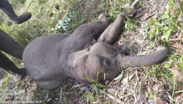 Anak Gajah Sumatera “Tari” Mati Mendadak di Taman Nasional Tesso Nilo