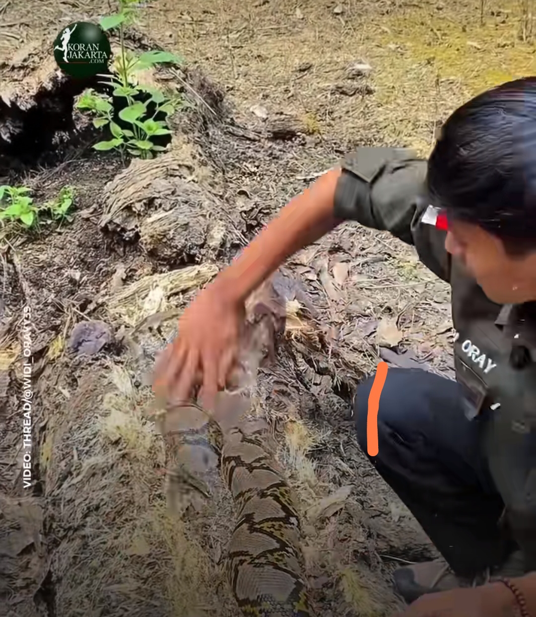 Waspada Ular Bersembunyi di Perkebunan Sawit, Ini Tips Keselamatan bagi Pekerja Kebun