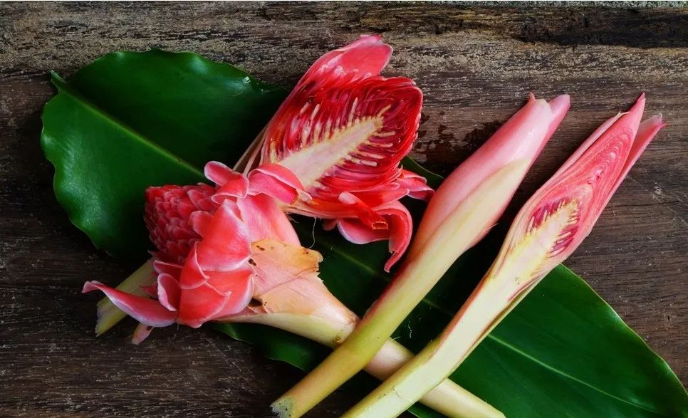 Manfaat Kecombrang untuk Kesehatan dan Kecantikan: Rempah Aromatik dengan Beragam Khasiat