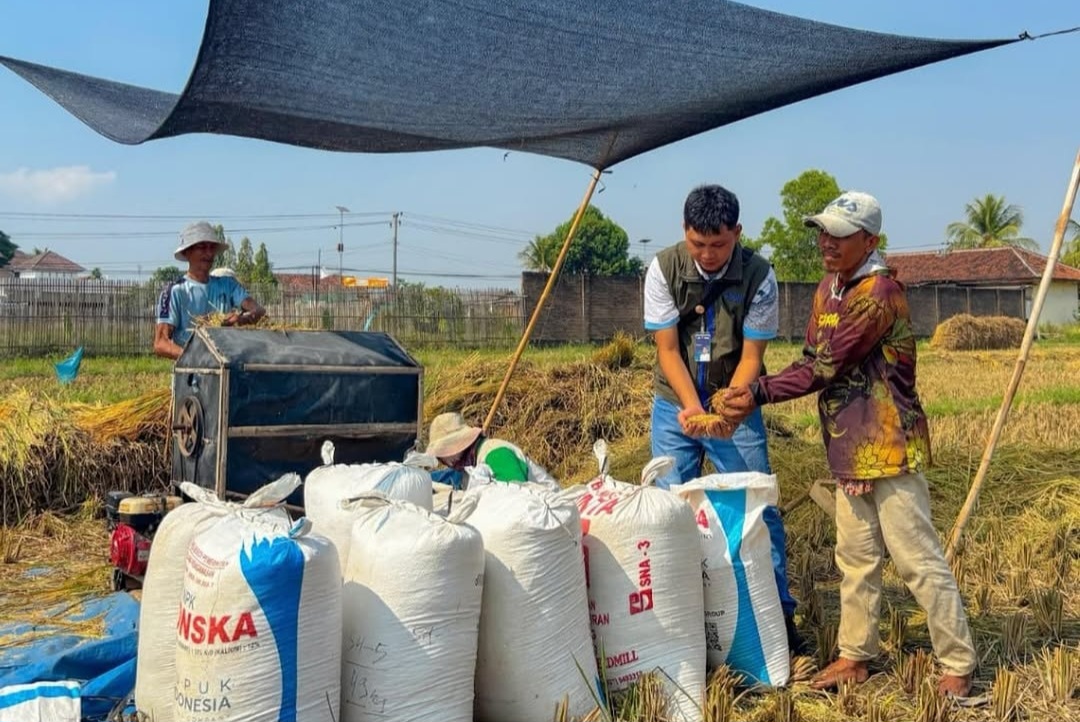 Pengadaan Beras Bulog Lampung Naik 19,13 Persen, Tembus 241 Ribu Ton