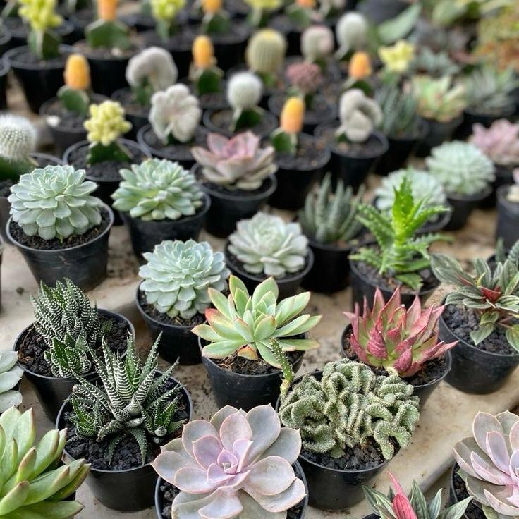 10 Tanaman Hias yang Cocok untuk Hidup di Dalam Ruangan