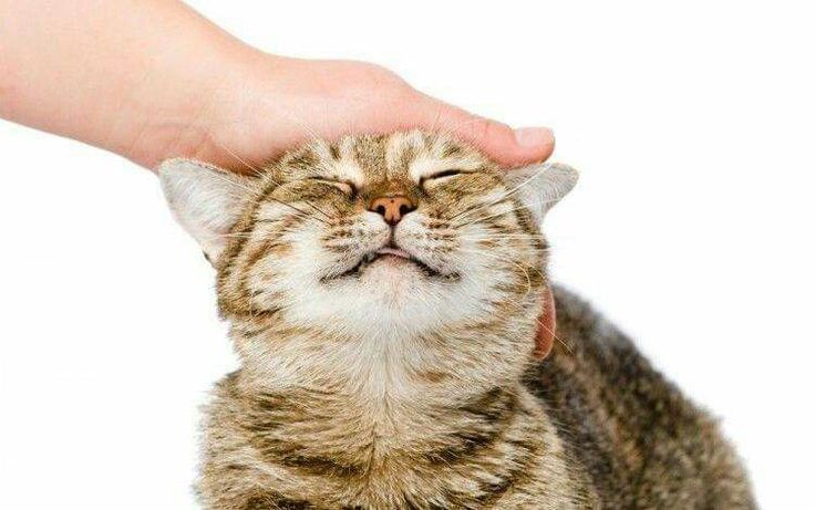 Bukan Cuma Gemas, Ini yang Terjadi pada Otak Saat Kamu Mengelus Kucing
