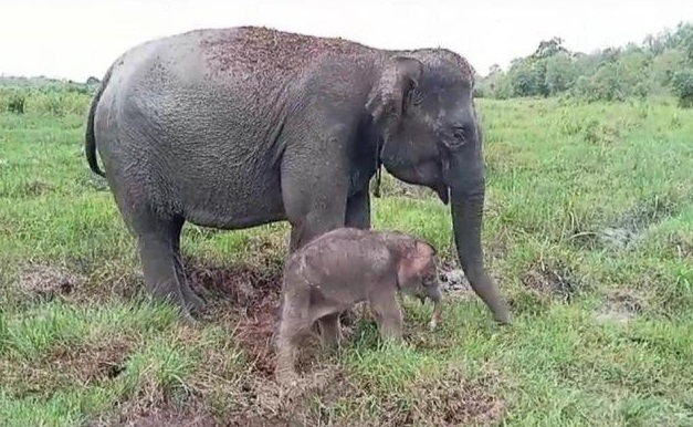 Selamat Ya…Pasangan Gajah Amel dan Rendy Lahirkan Bayi Unyu Seberat 78 Kilogram Dengan Selamat