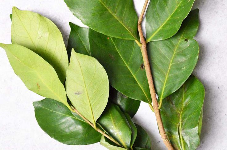 Rahasia Sehat di Balik Daun Salam: Rempah Dapur dengan Segudang Manfaat