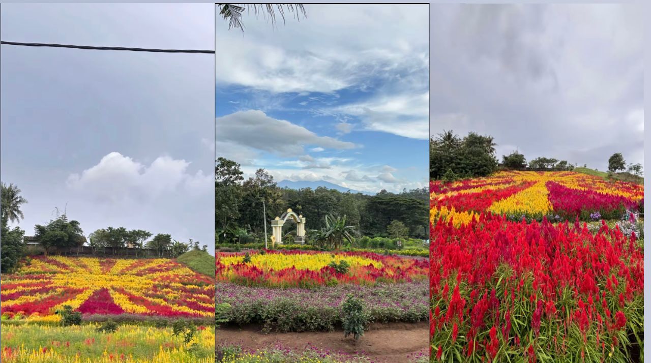 Taman Bunga Monalisa dan Taman Bunga Matahari, Keindahan Taman Tersembunyi di Pringsewu