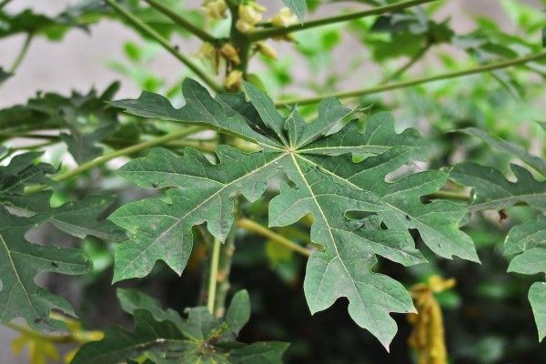 Baru Tahu! Ternyata Daun Pepaya bisa Jadi  Racun Alami Basmi Hama, Ini dia Cara Pembuatannya