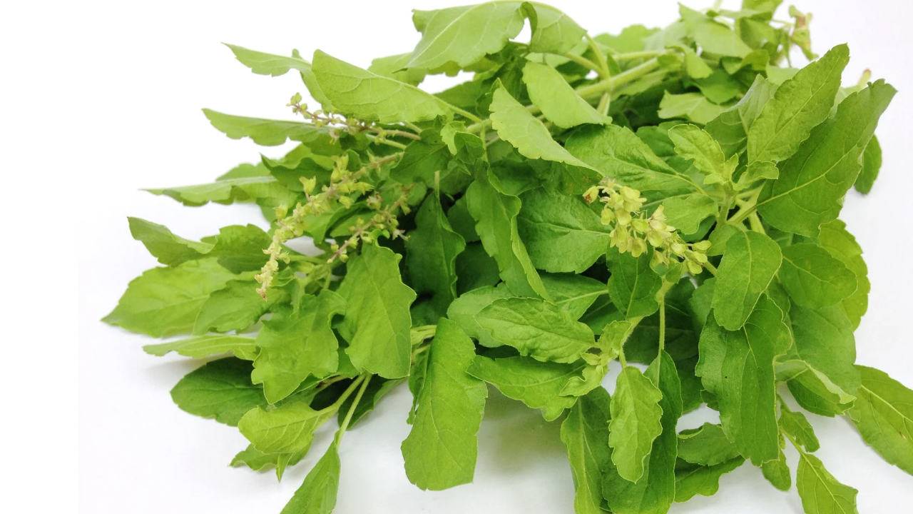 Ternyata Daun Kemangi Ampuh Atasi Bau Badan Secara Alami
