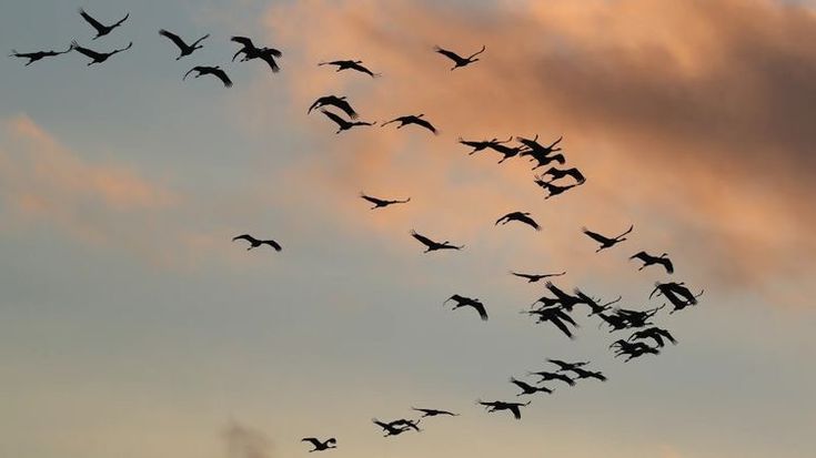 Fenomena Murmuration: Tarian Awan Burung yang Menakjubkan dan Mengungkap Rahasia Komunikasi Alam