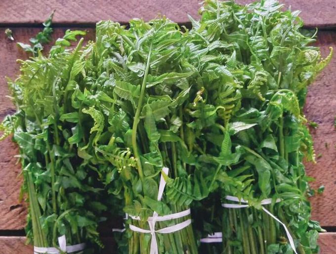 Daun Pakis, Pilihan Sayuran Sehat dengan Segudang Nutrisi