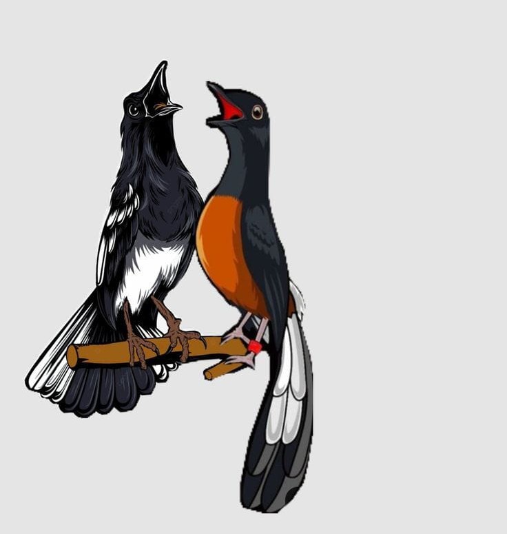 Tips Merawat Burung agar Tetap Sehat dan Gacor Setiap Hari