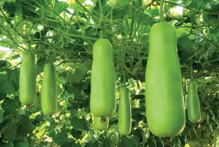 5 Manfaat Labu Air untuk Kesehatan