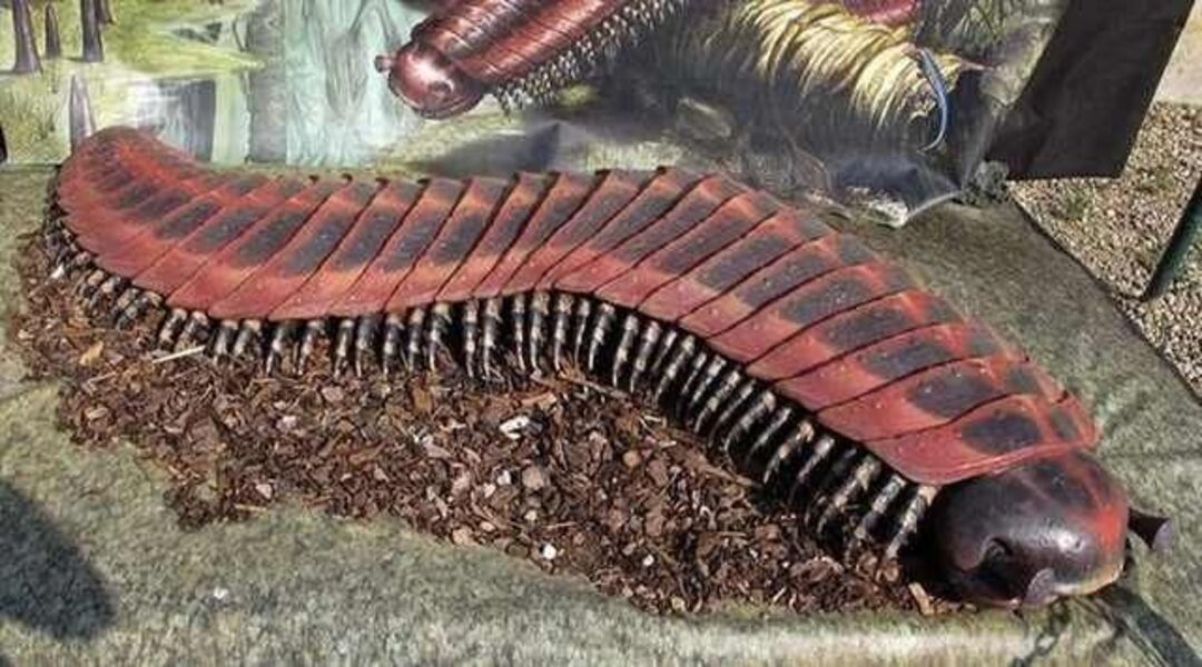 Arthropleura: Lipan Purba, Raksasa Berkaki Seribu Zaman Karbon