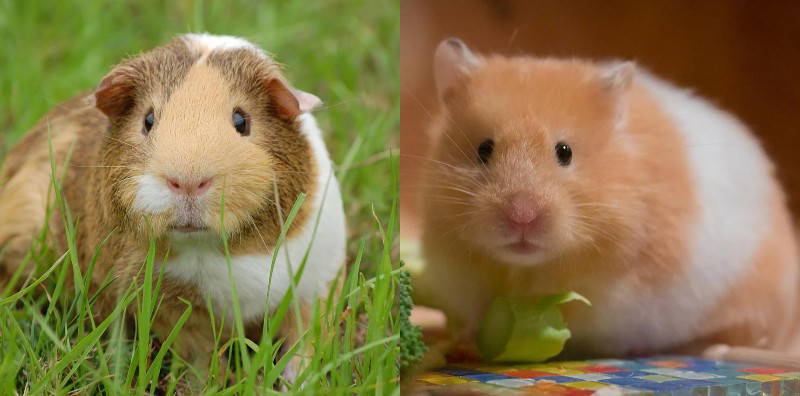Sering Dianggap Sama, Ternyata Ini Bedanya Marmut dan Hamster 