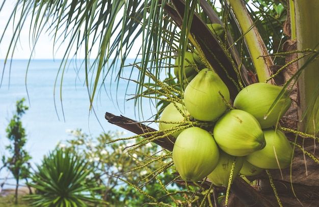 Manfaat Air Kelapa Muda untuk Tubuh yang Perlu Diketahui