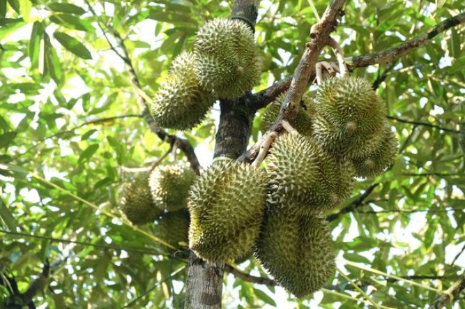 Mengenal Durian : Asal Usul, Kandungan Gizi, dan Manfaat, Nomor 3 Cocok Untuk Pasutri 