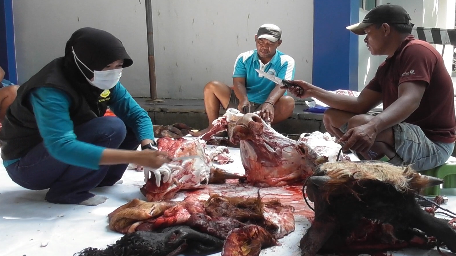 Puluhan Ekor Sapi Kurban di Kota Metro Terpapar Parasit Cacing, Begini Cara Pengolahan Yang Benar!