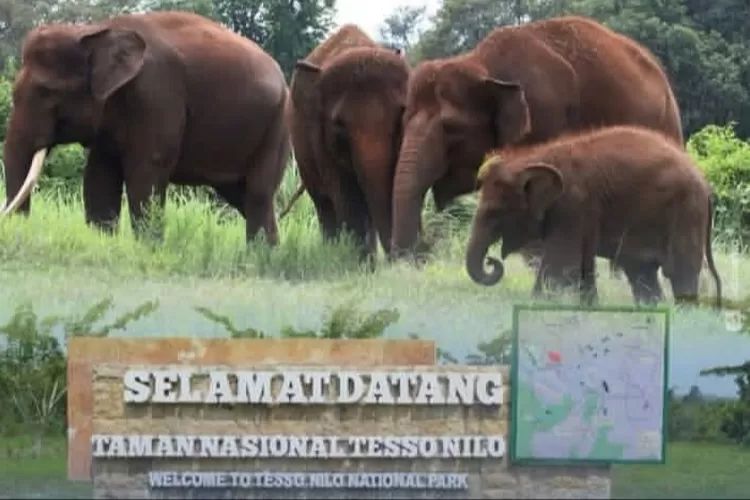 Hutan dan Satwa Terancam di TN Tesso Nilo, Upaya Terbaru Kemenhut Pasca Banjir Sumatera