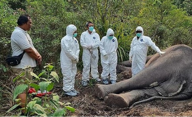 Dugul, Jawara Taman Nasional Way Kambas Mati Karena Diserang Cacing