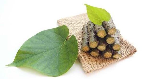 Rahasia Sehat di Balik Pahitnya Brotowali