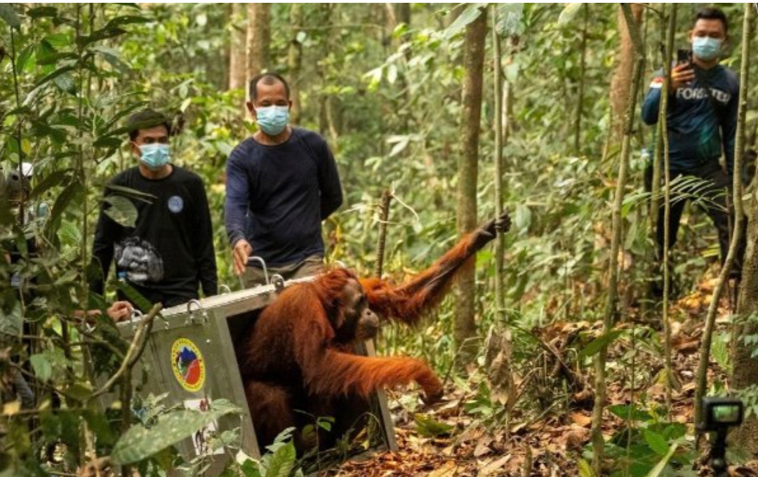  46 Orangutan Diselamatkan dari Kepungan Karhutla Kalbar, Delapan Dipindahkan ke Hutan Lindung Batu Nyambu