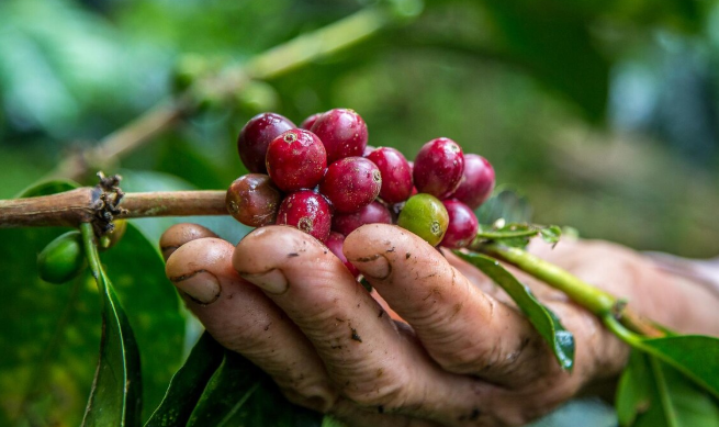 Kampoeng Kopi Rigis Jaya: Menyatu dengan Alam, Belajar Lewat Secangkir Kopi
