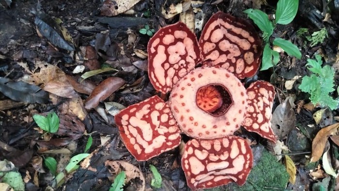 Rafflesia hasseltii, Bunga Langka Berbau Menyengat Ditemukan Mekar di OKU, Sumsel
