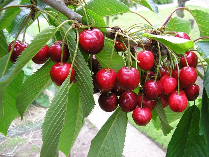 Cherry, Buah Kecil dengan Segudang Khasiat untuk Tubuh