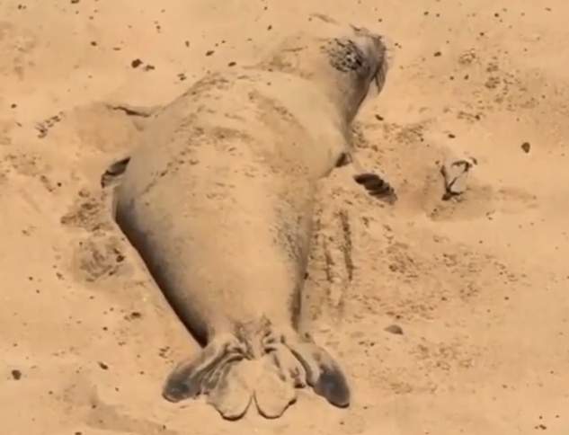 Anjing Laut Menutupi Tubuh dengan Pasir untuk Lindungi Kulit dari Sinar UV