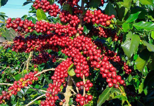 Harga Kopi Robusta di Lampung Barat Kembali Naik di Tengah Musim Panen, Petani Berharap Stabilitas