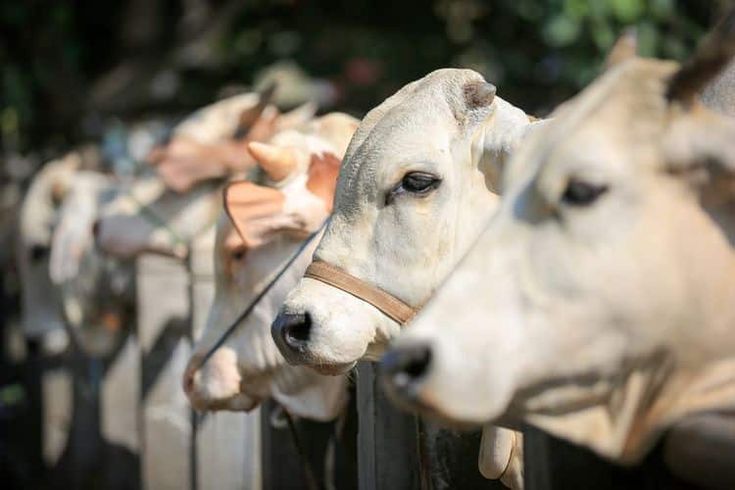 Jelang Idul Adha 2026, Harga Sapi Kurban Mulai Merangkak Naik